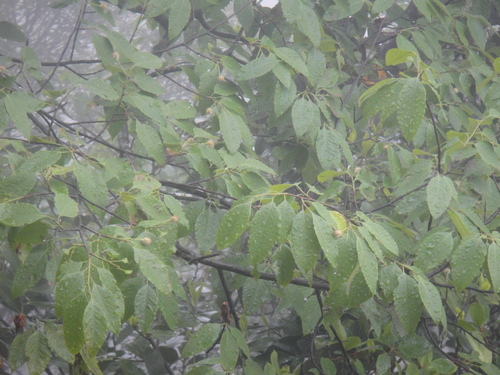 Fagus longipetiolata