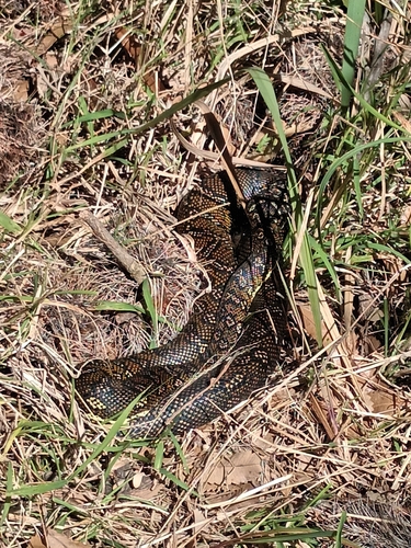 Diamond Python sighting