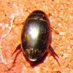 Thermonectus basillaris