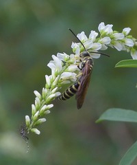 Myzinum quinquecinctum