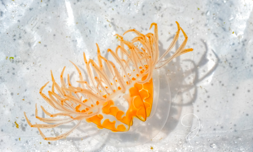Orange-striped Jellyfish, Smugglers Cove, Washington, USA, photo 7 of 10