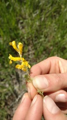 Lithospermum incisum