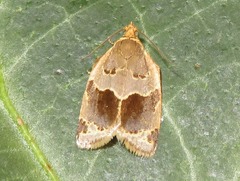 Clepsis dumicolana