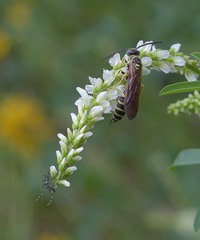 Myzinum quinquecinctum