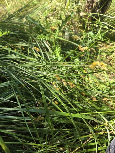 Image of Carex bebbii by (c) Trin Baie, some rights reserved (CC BY)