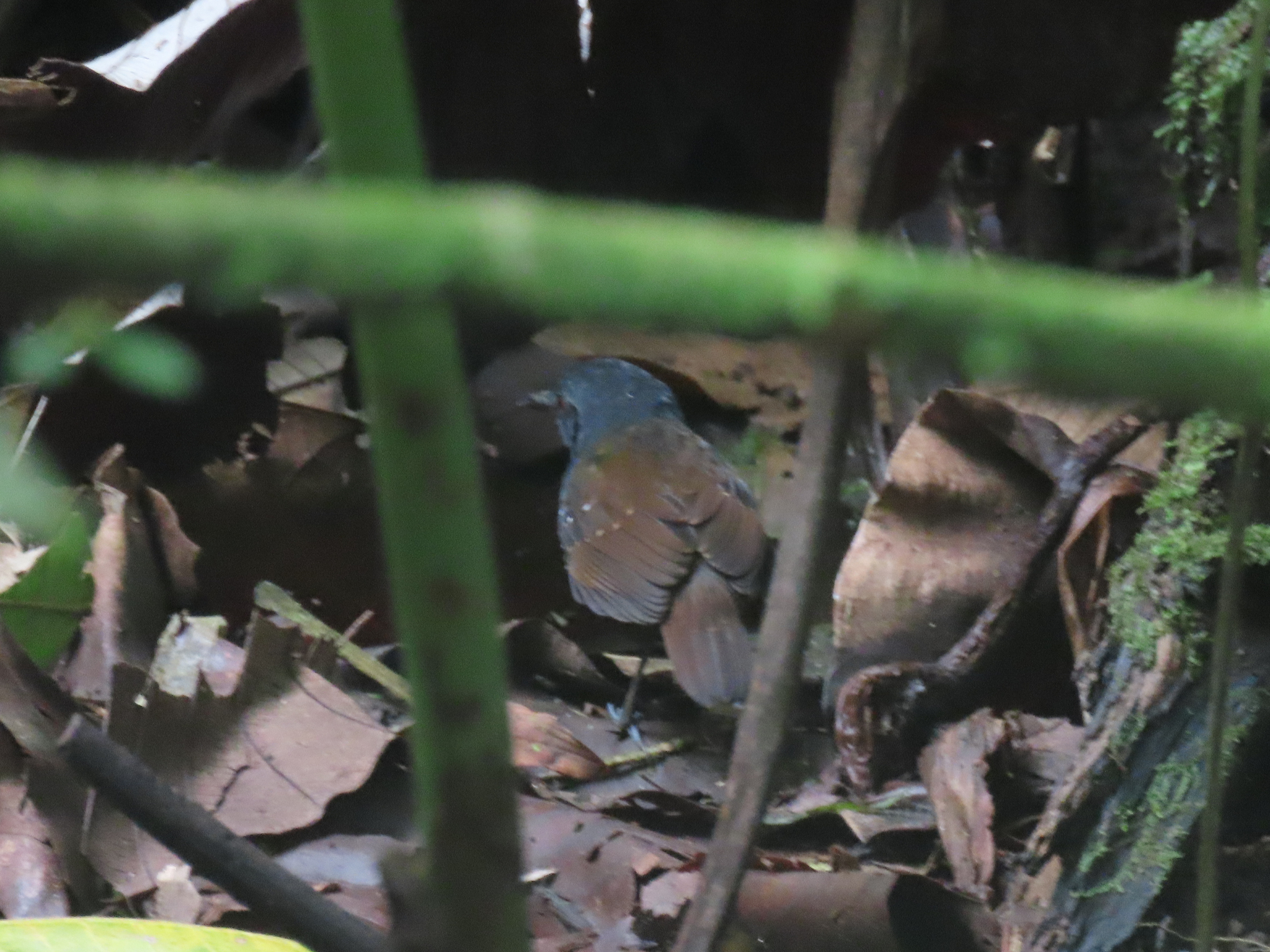 Dull-mantled Antbird (Sipia laemosticta), photo 10