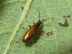 Rhagonycha nigriventris