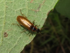 Rhagonycha nigriventris