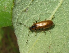 Rhagonycha nigriventris