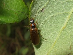 Rhagonycha nigriventris