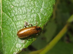 Rhagonycha nigriventris