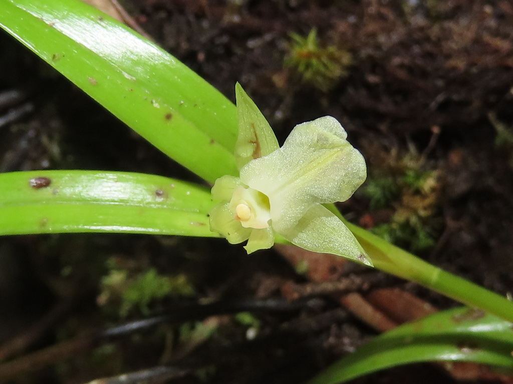 Scaphyglottis corallorrhiza