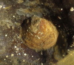 Crepidula nummaria