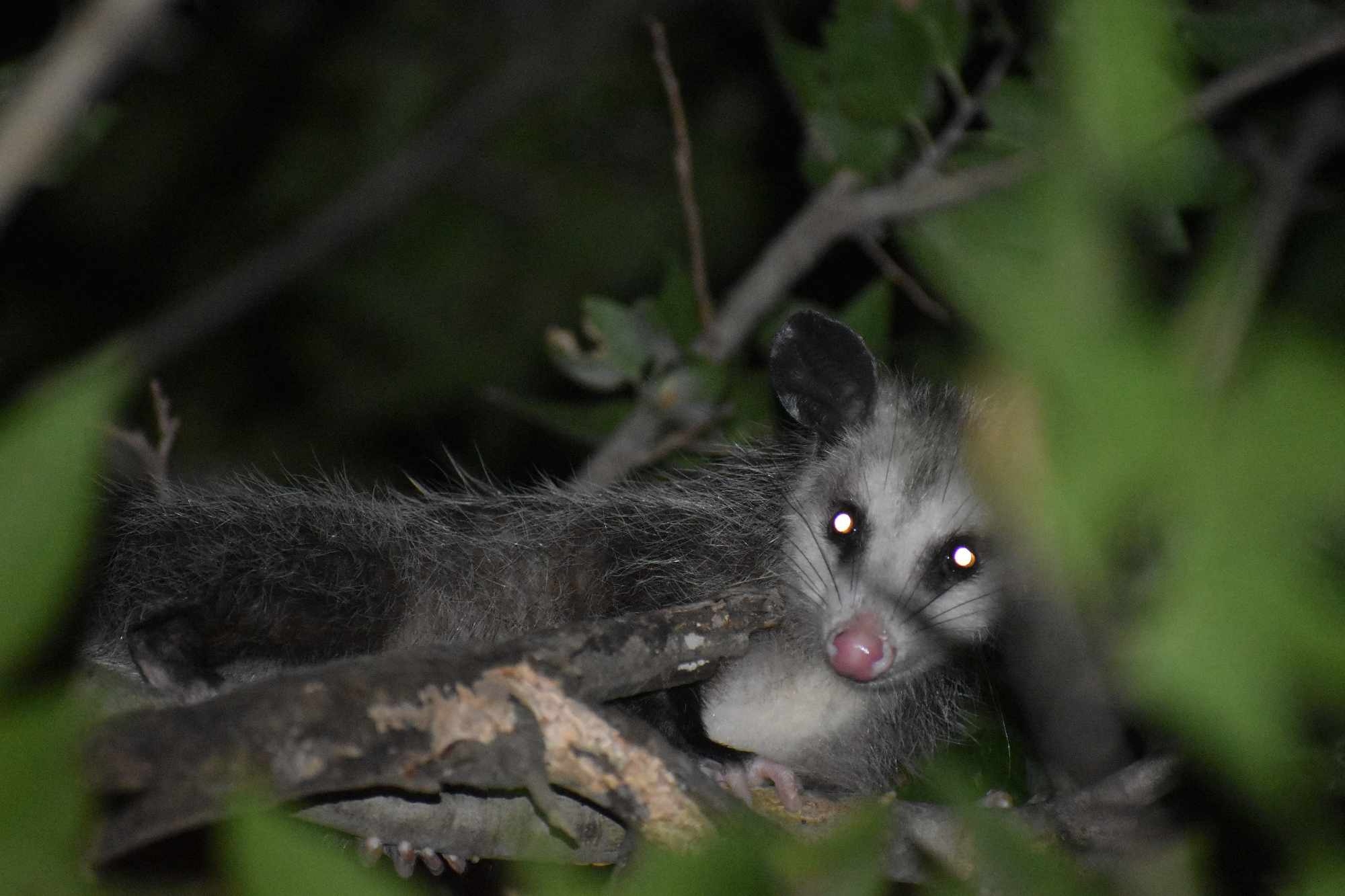 Didelphis virginiana<br>07 August, 2024