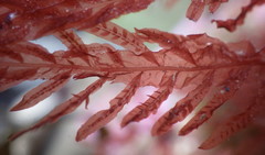 Cumathamnion decipiens