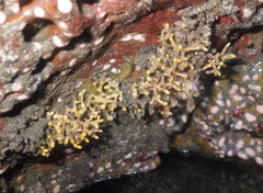 Heteropora pacifica