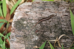 Emoia cyanura