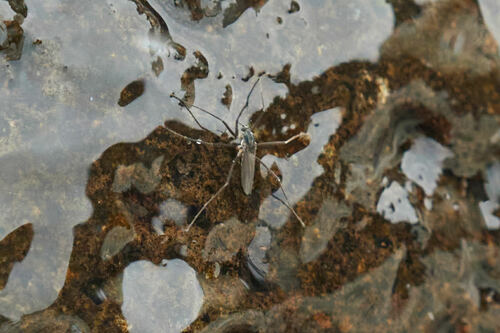 Telmatogeton torrenticola