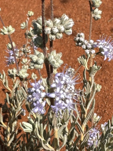 Dicrastylis lewellinii