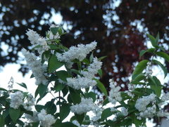 Deutzia