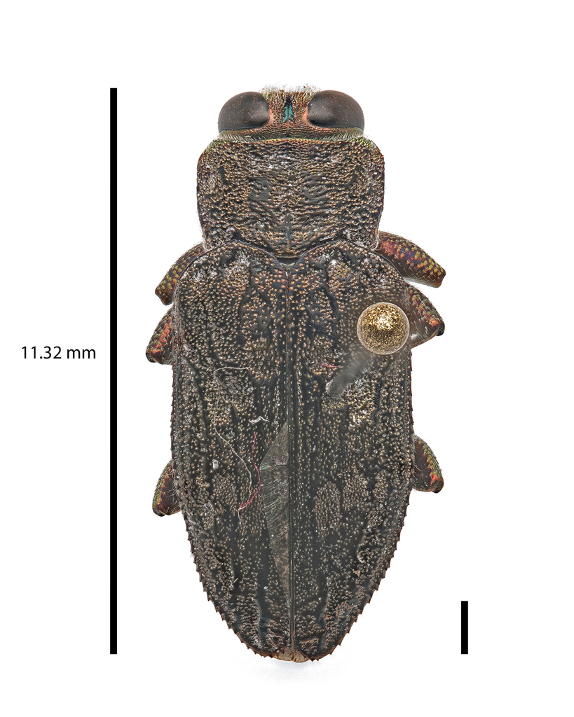 Chrysobothris shawnee
