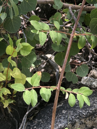 iNaturalist observation photo of Northern Alligator Lizard