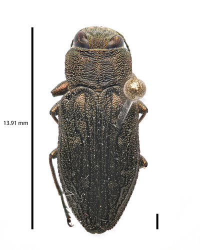 Chrysobothris viridiceps Melsheimer, 1845