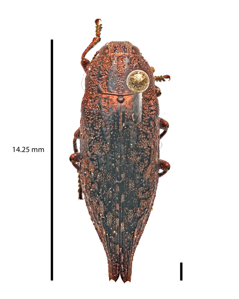 Dicerca pugionata