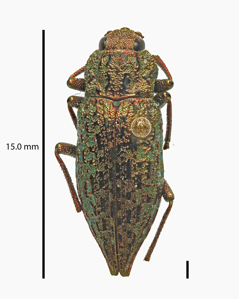 Dicerca tuberculata