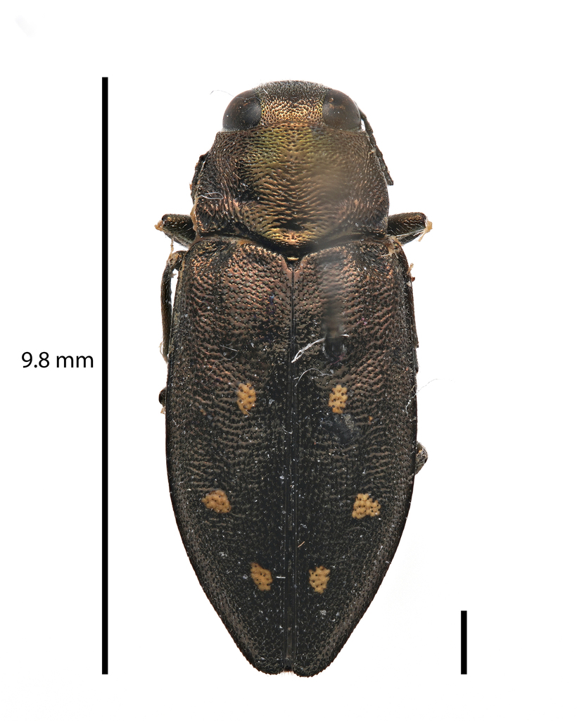 Hemlock Borer