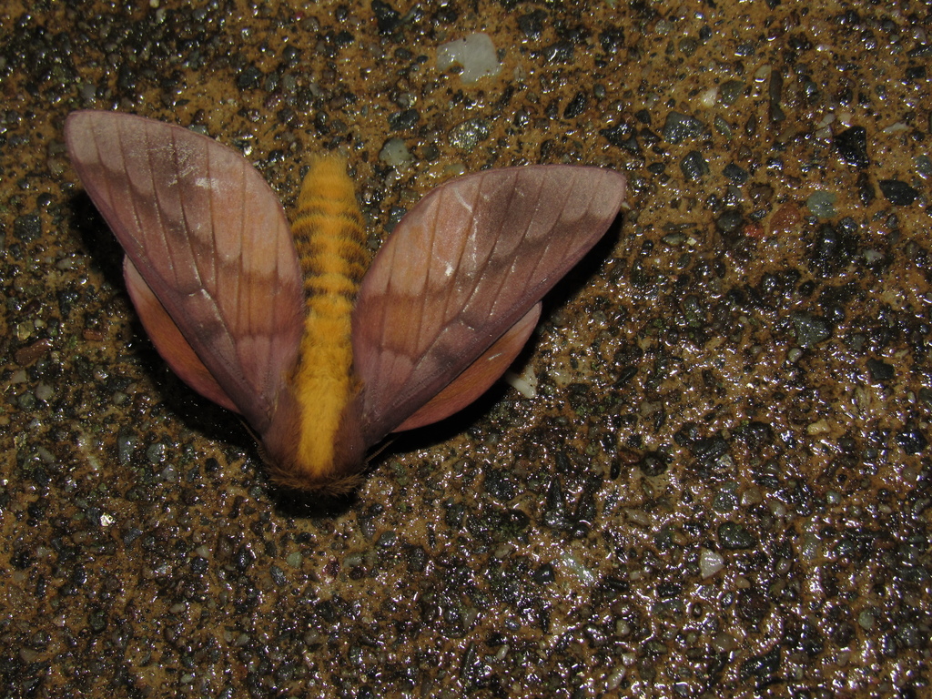 Ptiloscola lilacina