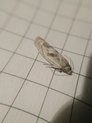 Eucosma metzneriana