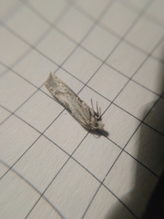Eucosma metzneriana
