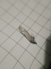 Eucosma metzneriana