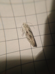 Eucosma metzneriana