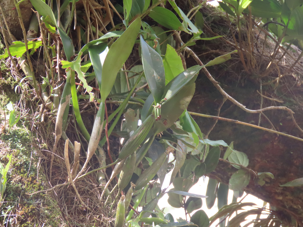 Scaphyglottis lindeniana
