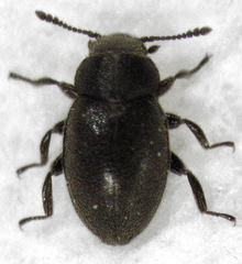 Hyphalus wisei