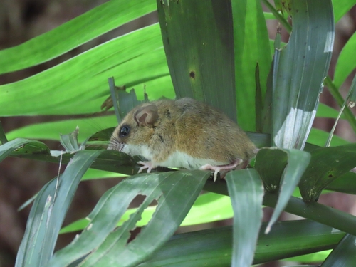 Mexican Harvest Mouse (Reithrodontomys mexicanus)