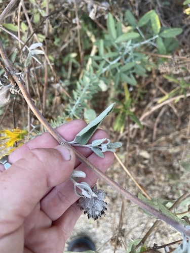 Salvia leucophylla