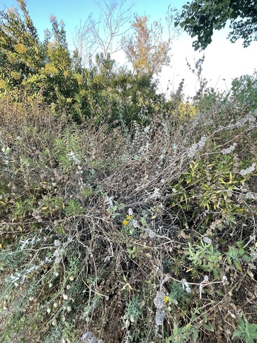 Salvia leucophylla