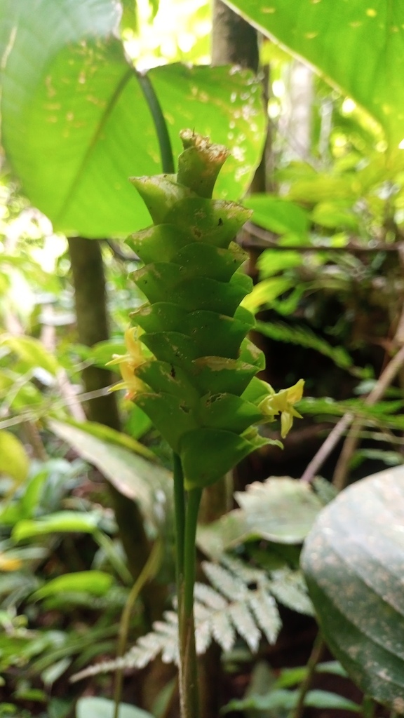 Calathea verruculosa
