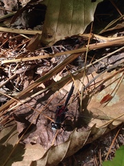 Leucorrhinia glacialis