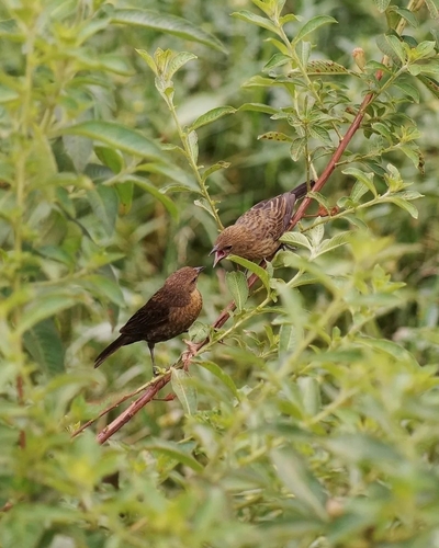 Chestnut-capped Blackbird (Chrysomus ruficapillus)