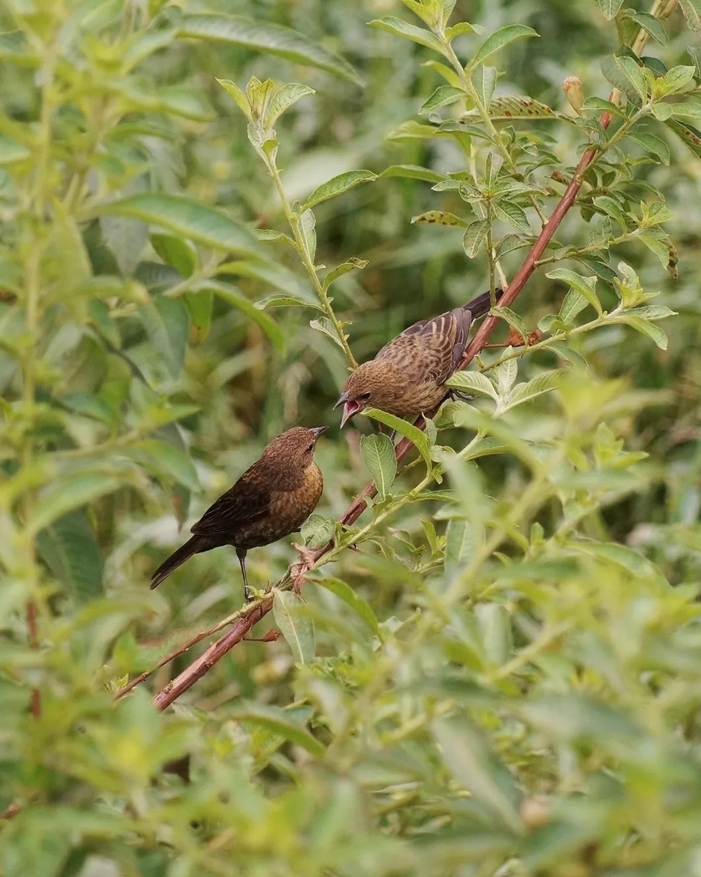 Chestnut-capped Blackbird illustration
