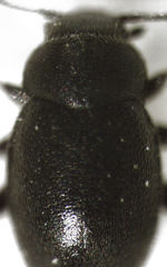 Hyphalus wisei