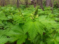 Filipendula camtschatica