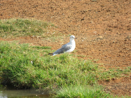 Gaviota cabecigrís (Chroicocephalus cirrocephalus)