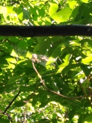 Perithemis tenera
