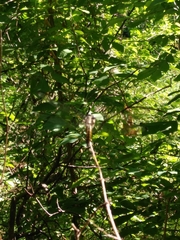 Perithemis tenera