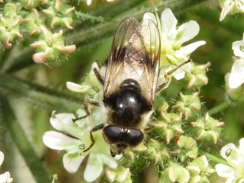 Bumblebee Blacklet